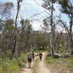 yrtleford - Avventura con il 4x4 sul mt. buffalo national park.